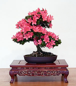 Azalea Bonsai